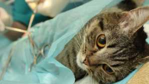 Ako sa starať o mačku po sterilizácii - Podrobné informácie